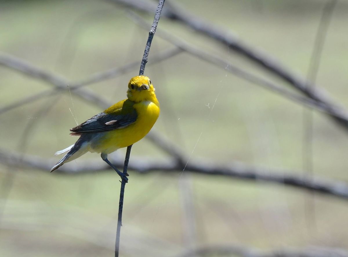 Prothonotary Warblers: Swamp Candles in Kansas and Missouri