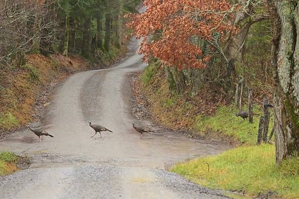 Cold Turkey Gravel