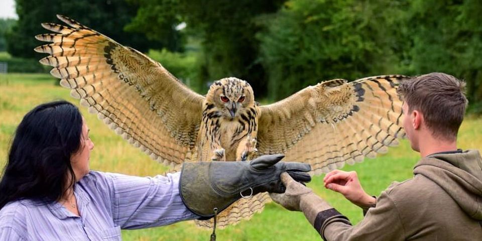 Falconry Experience with Mercer Falconry
