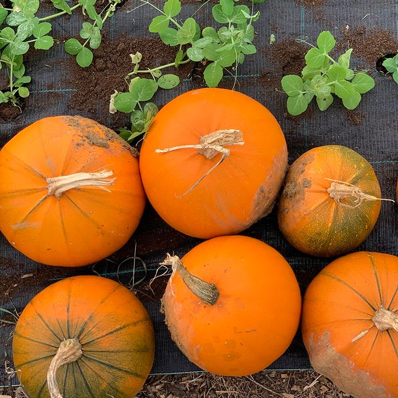 Pumpkins In The Paddock