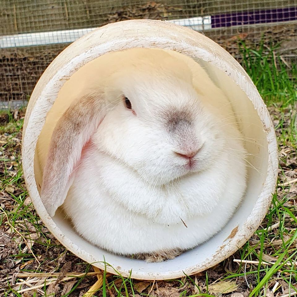Tufty Rabbit Storytimes with Ouseburn Farm, Seven Stories The National ...