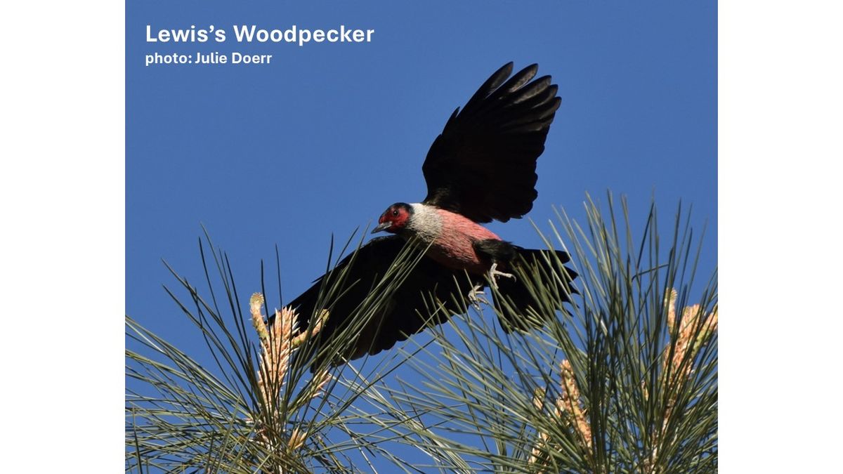 Evening Program with Andy Kratter, Thursday, September 26th, at 6:45 pm \u201cChanging Bird Names"