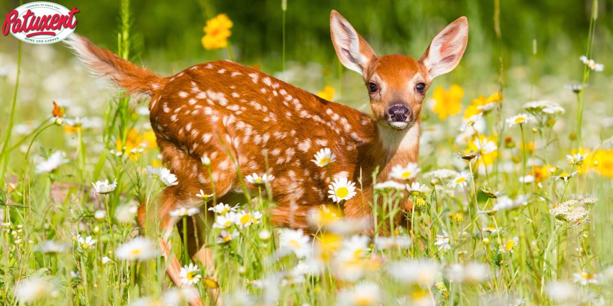 Let\u2019s Talk About: Deer-Resistant Plants