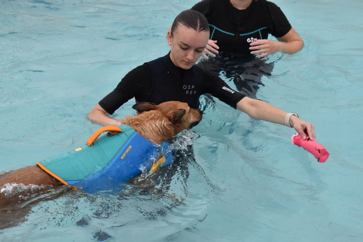 Practical Training Week - Level 3 Certificate in Canine Hydrotherapy