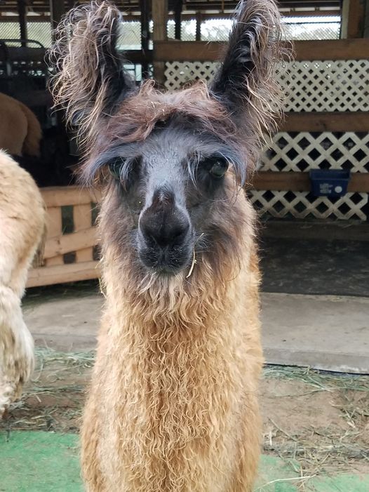 Alpaca Farm Tour Sweet Blossom Alpacas Dade City 3 July 21