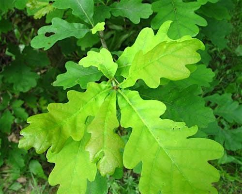 Guildwood Village Neighbourhood Tree, Shrub & Wildflower Giveaway 2026