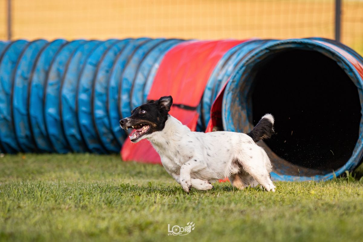 Stage Agility anim\u00e9 par Bernadette Parotte 