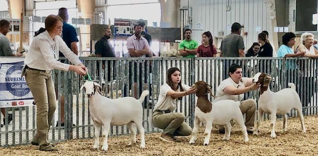 Market Goat Showmanship & Market Show