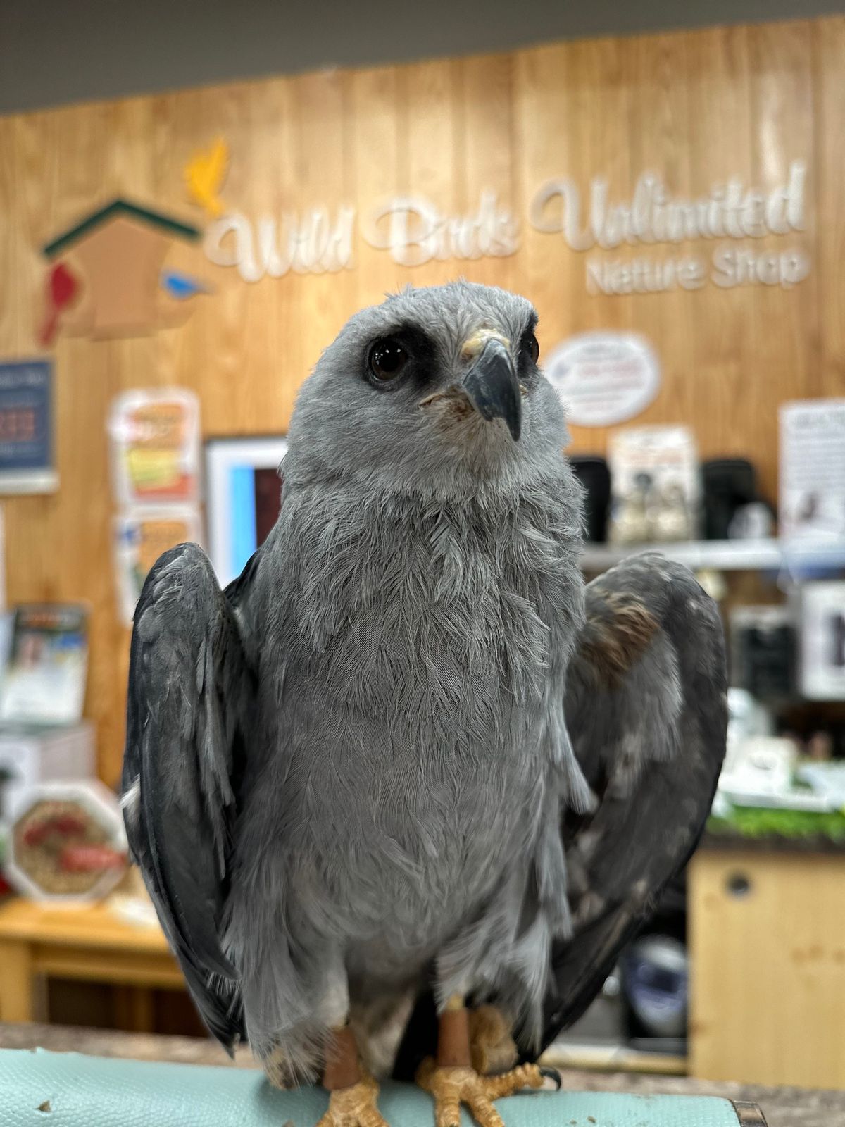 CLAWS at Wild Birds Unlimited Chapel Hill