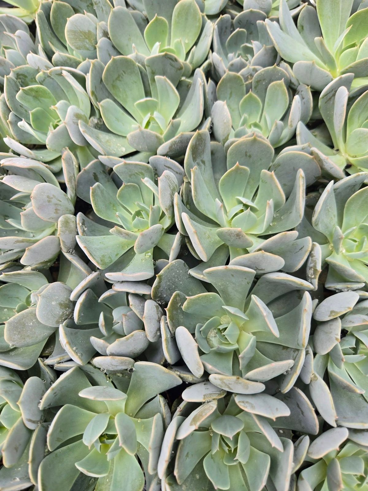 8th Annual Succulent Celebration @ Carlsons' Greenhouse 