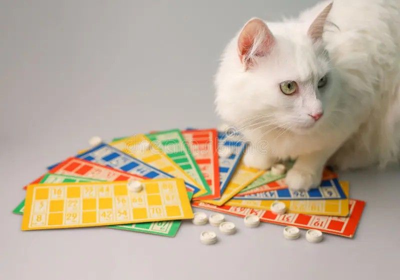 CANCELLED Bingo with the Cats!