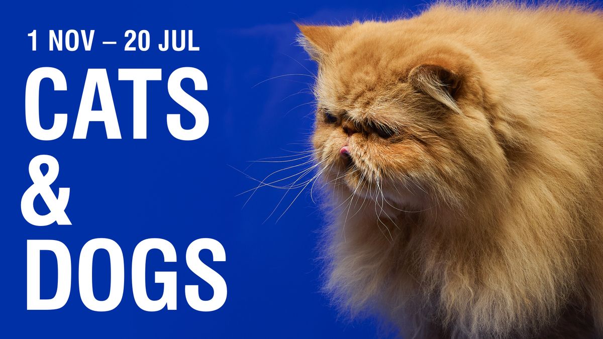 Cats & Dogs exhibition