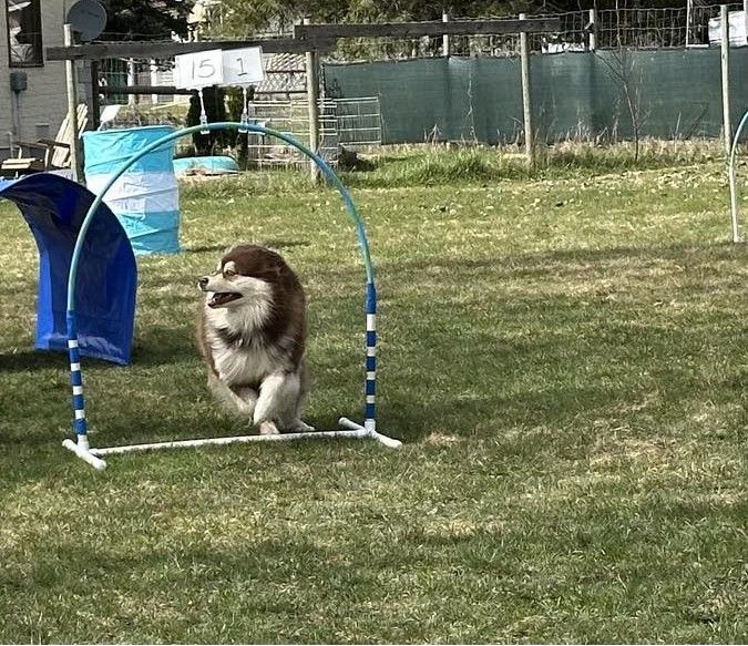 CANINE HOOPERS Workshops and Trial