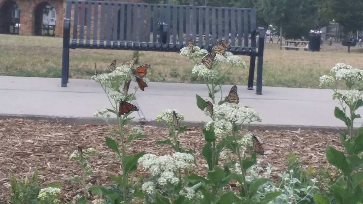 Oak Cliff Garden Forum Meeting