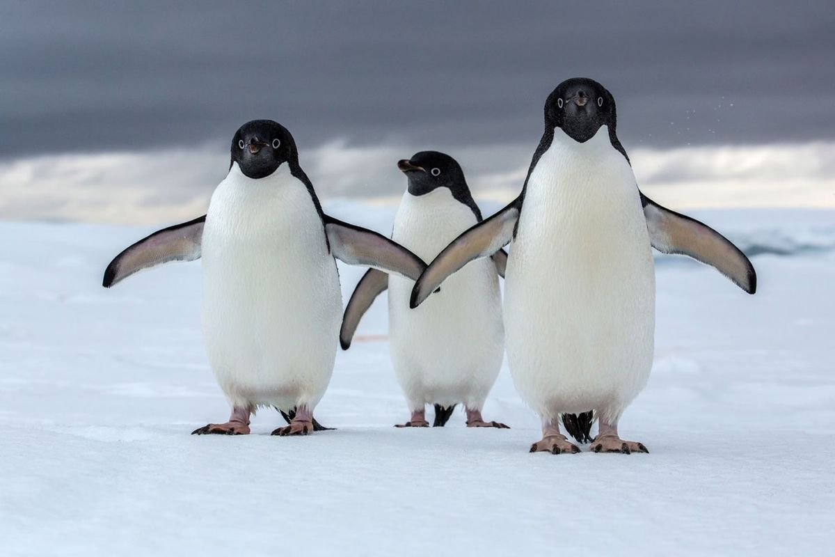 Heather Lynch - Penguins at Jack Singer Concert Hall at Arts Commons