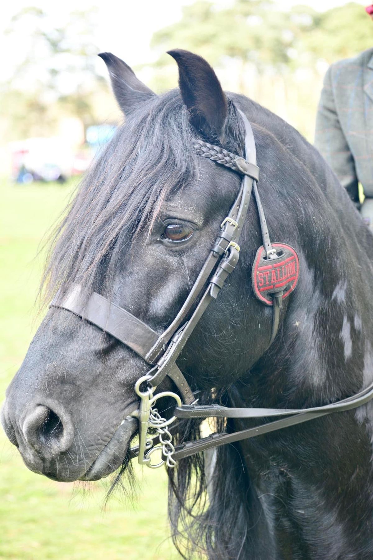 Sandringham Fell Native and Open Breed Show 