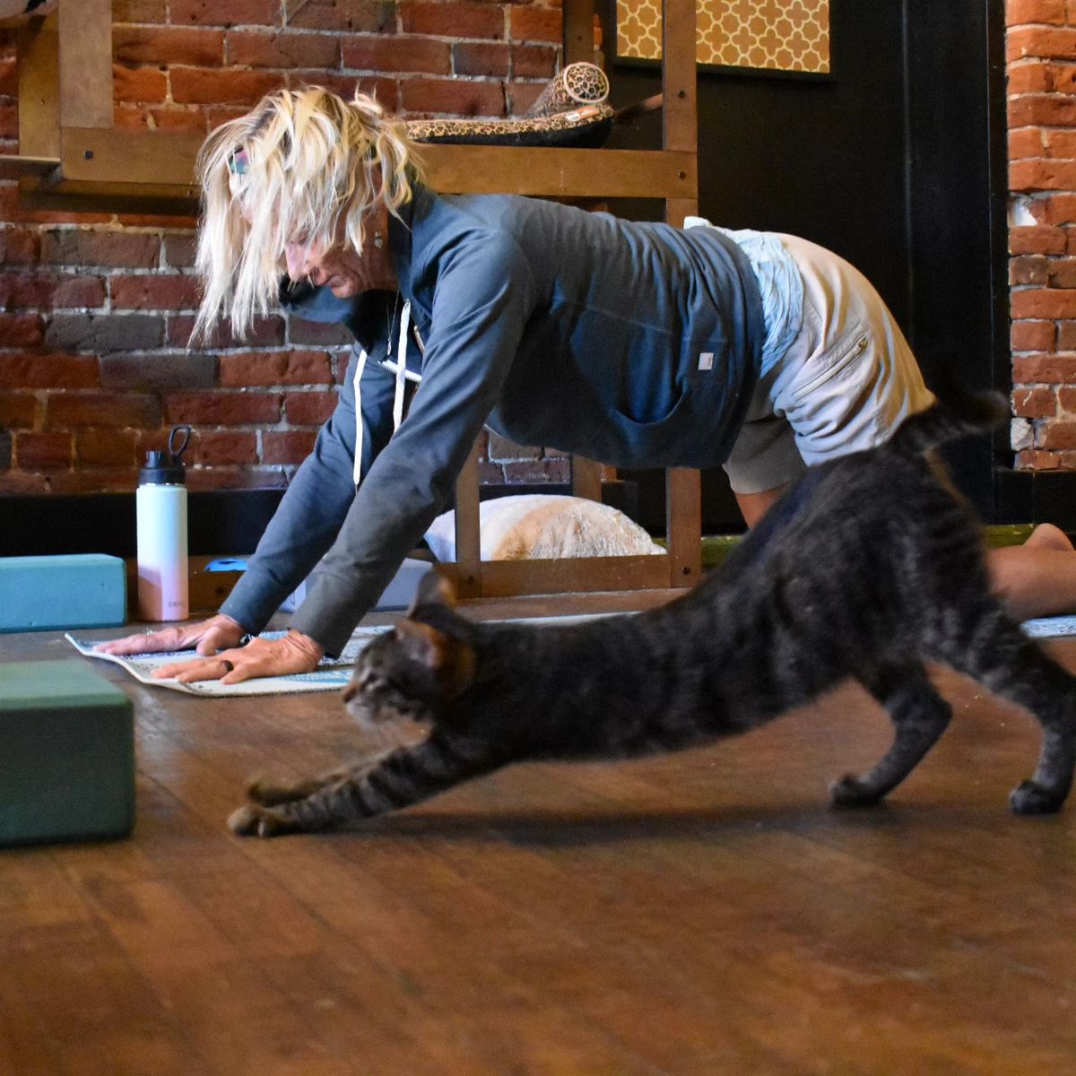 Meowmaste Yoga Classes