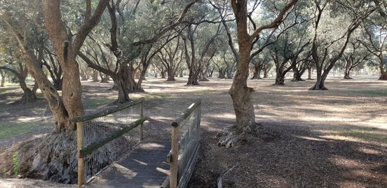 Guided Walk through the ancient Olive Groves at Gilberton (Parks 7 and 8)