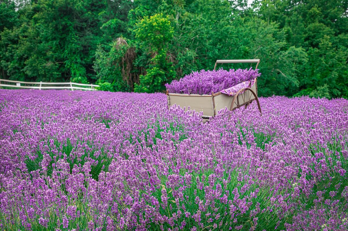 Lavender Mini Sessions