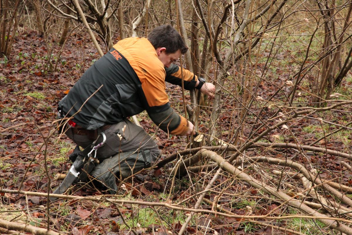 Coppicing Course