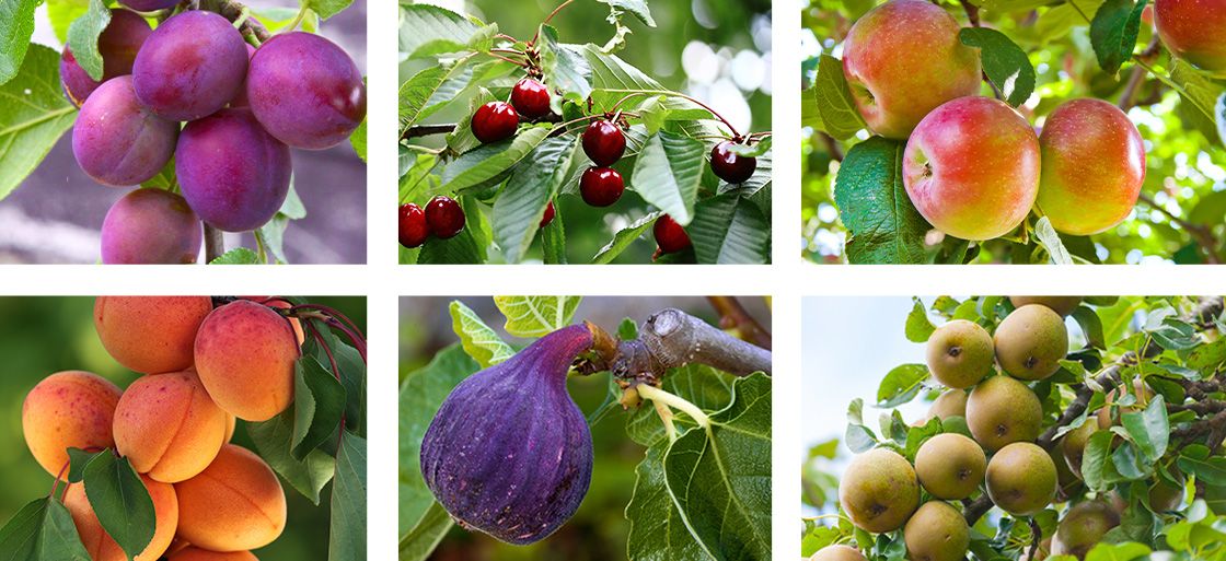 Growing Delicious Deciduous Fruits (Phoenix)