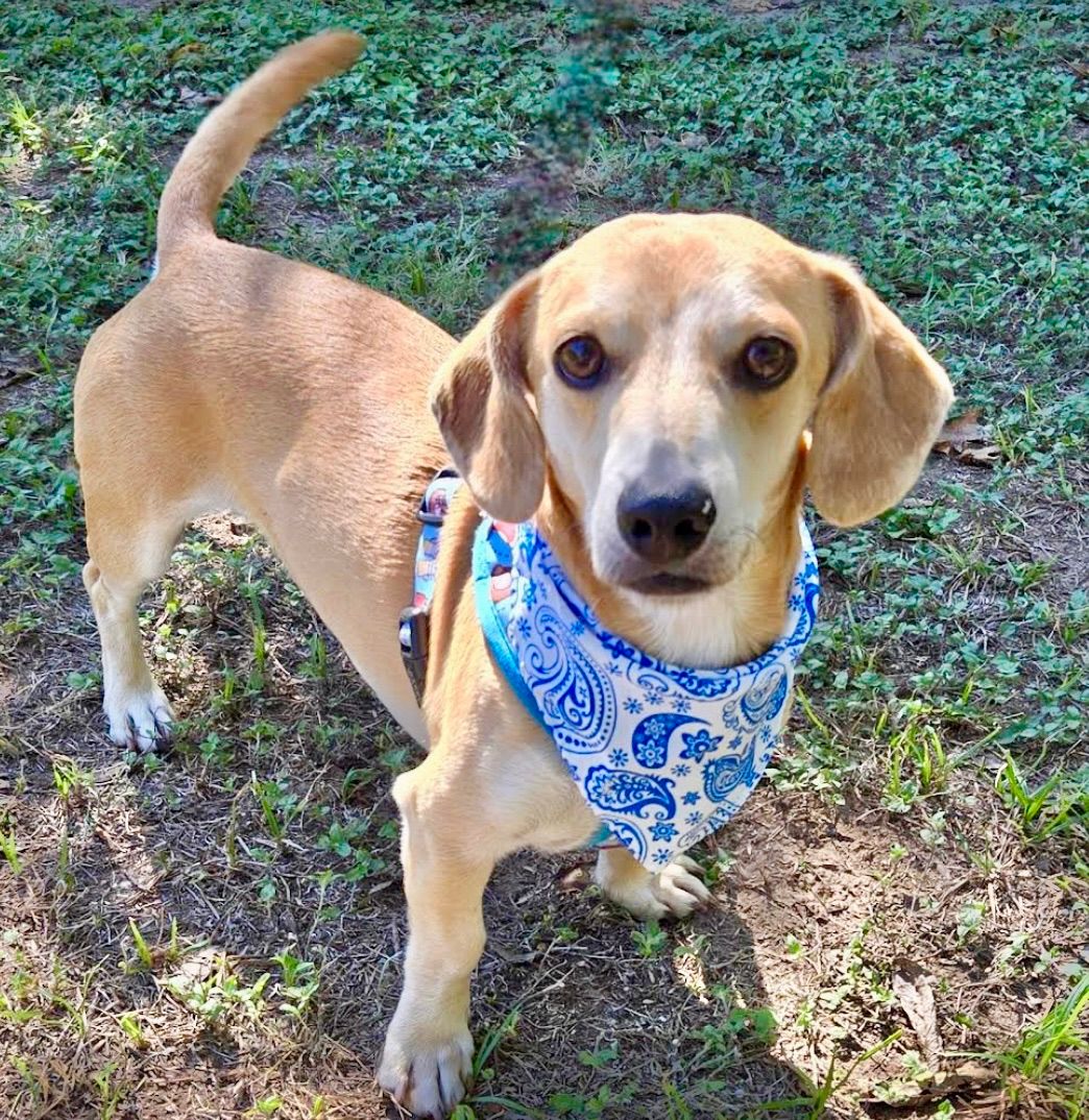 22nd Annual Barktoberfest