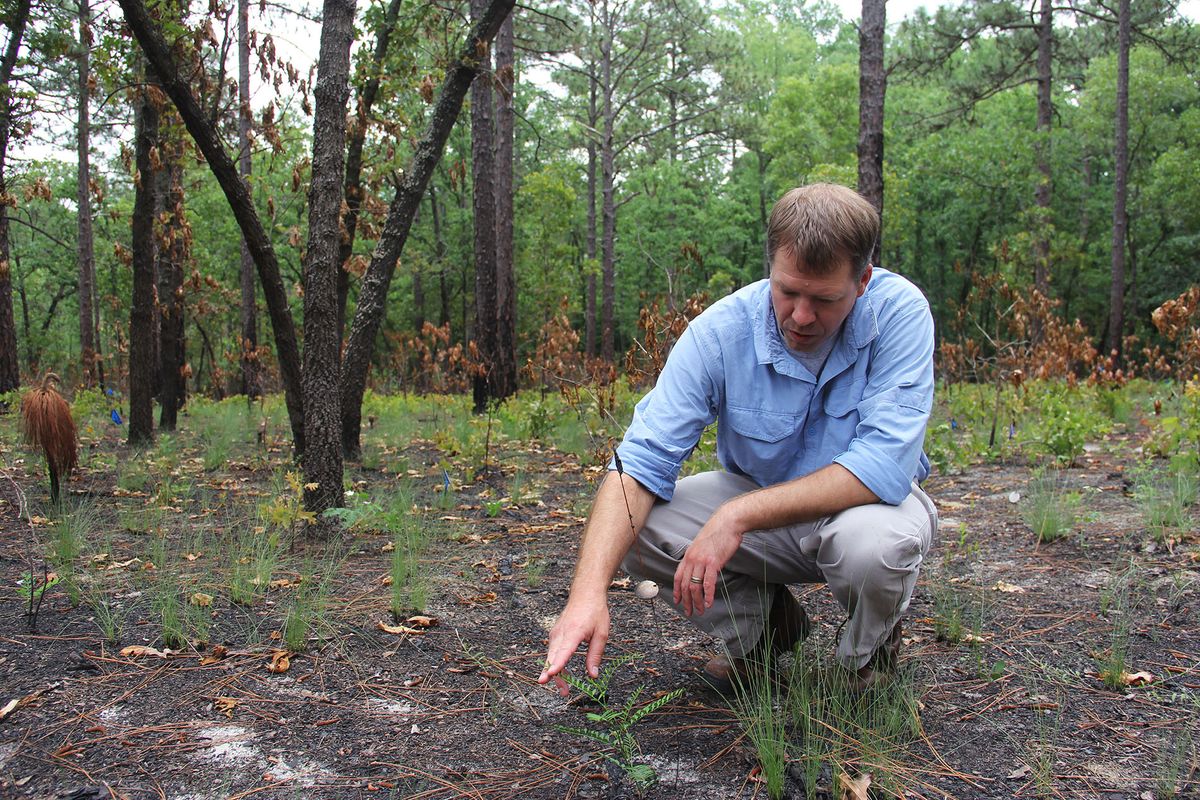 Hybrid Lunchbox Talk: Science and Restoration in the Longleaf Ecosystem: Stories from NCBG