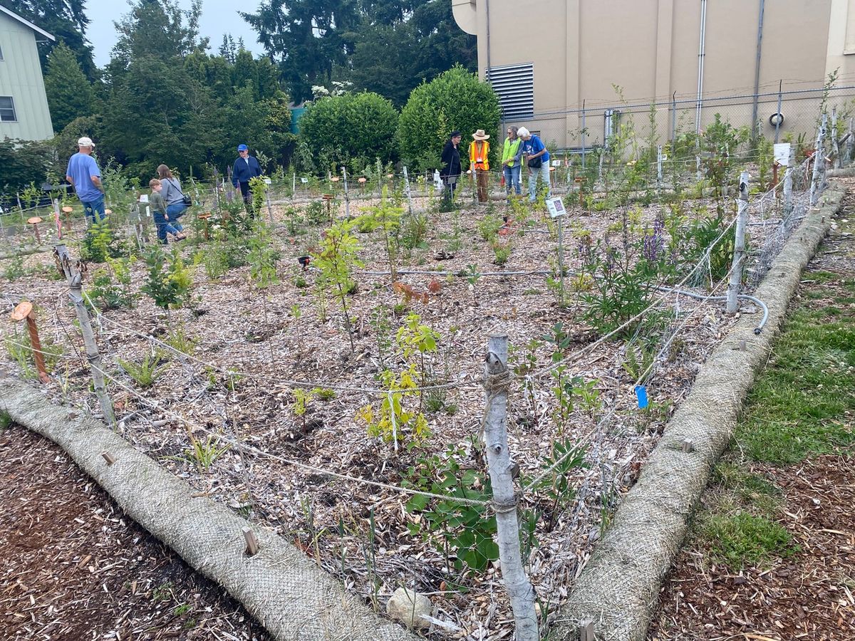 Green Issaquah: Miyawaki Pocket Forest Kick Off