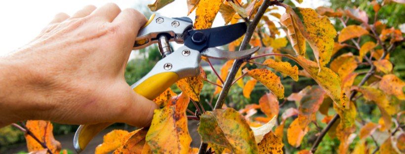 Pruning Trees and Shrubs in the Fall