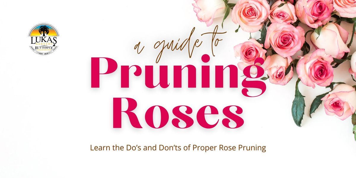 A Guide to Pruning Roses - Seminar Hosted by Lukas Nursery