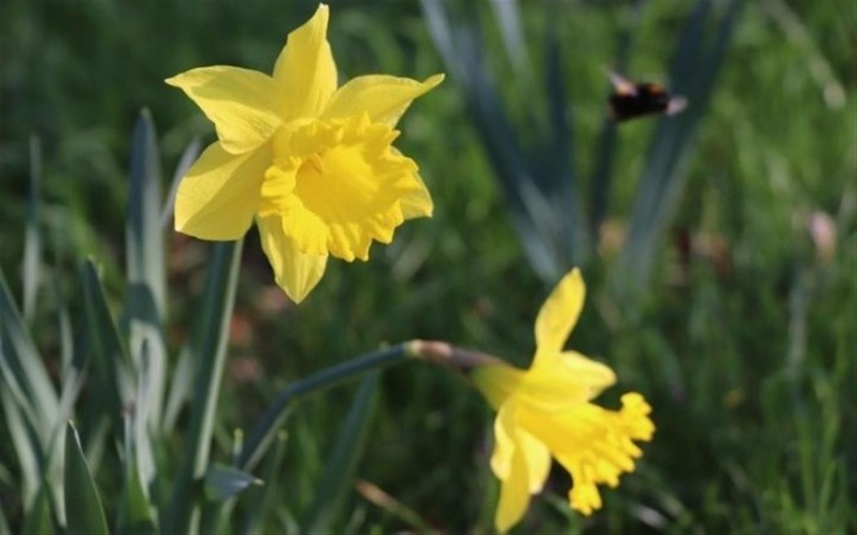 Brandon Country Park's Signs of Spring Prize Trail