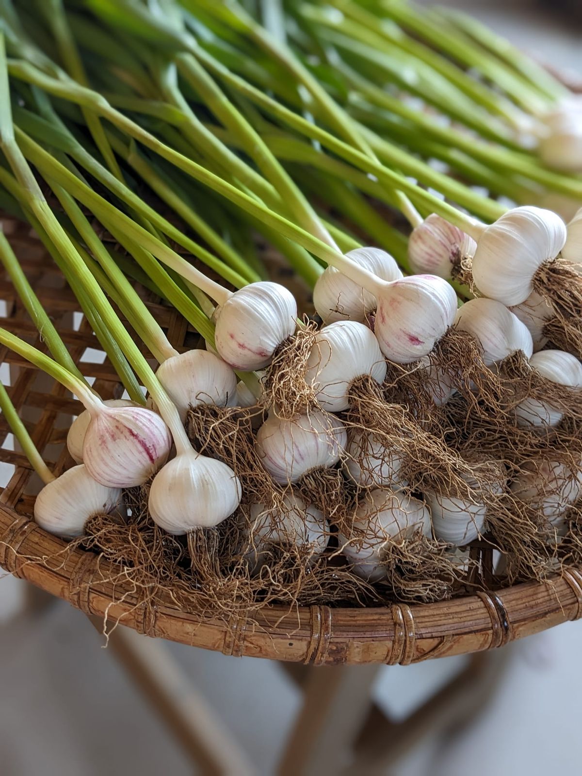 Garlic Sale @ Whisk & Arrow 