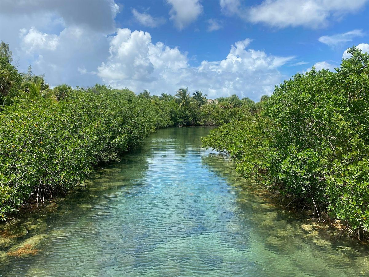 3-4-2026  Florida Wetlands