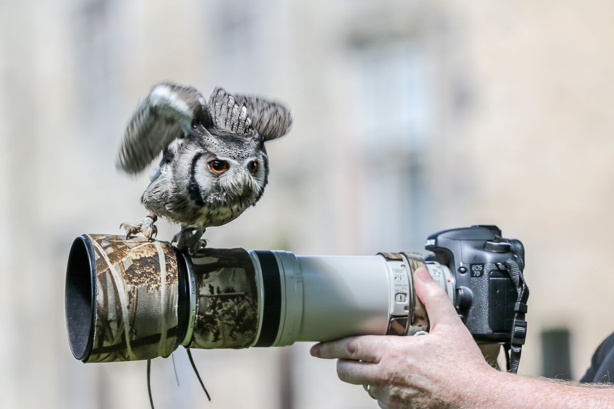 Bird of Prey Photography 