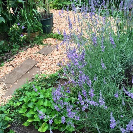 ハーブの切り戻しと楽しみ方 自然工房めばえ Nerima Ku 5 July 21 ハーブの切り戻しと楽しみ方 自然工房めばえ Nerima Ku 5 July 21