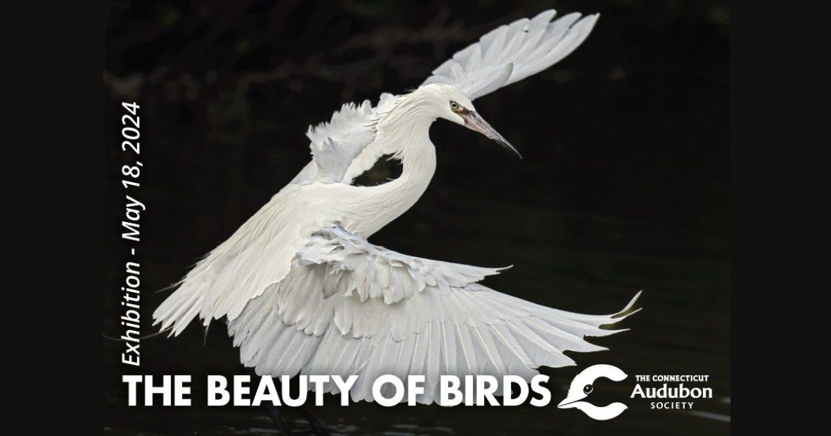 The Beauty of Birds by Robyn Charmel (Fine Art Photography Exhibit)