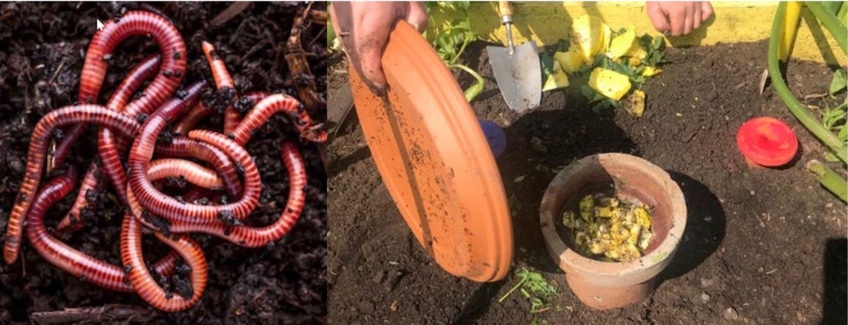 Vermicomposting! Learn about worm composting and install a worm tower in a raised bed ???