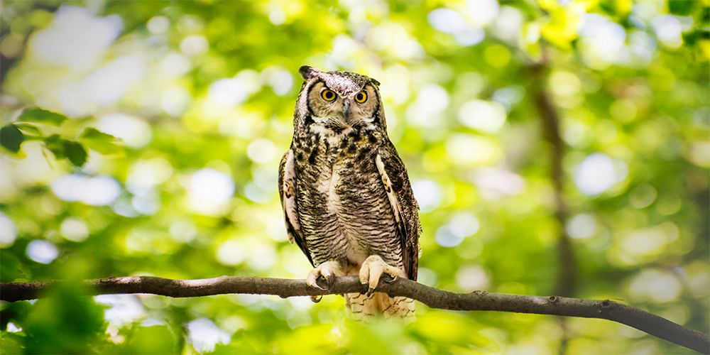 Berks Nature: Owl Pellets