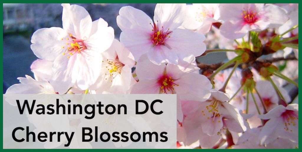 Washington DC Cherry Blossom Tour 