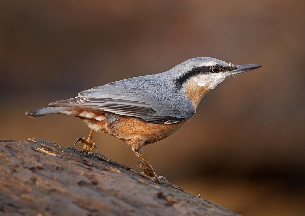 Big Garden Bird Watch Survey