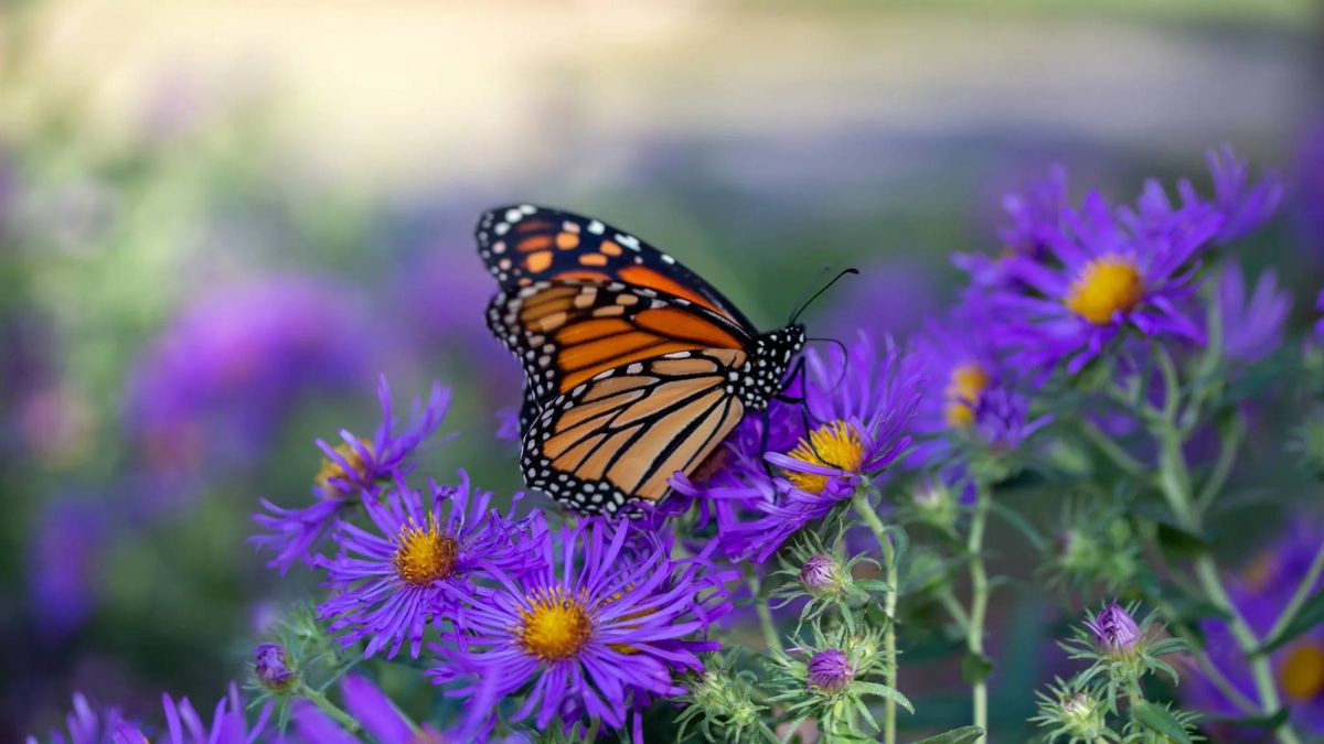 Monarch Butterfly Presentation 
