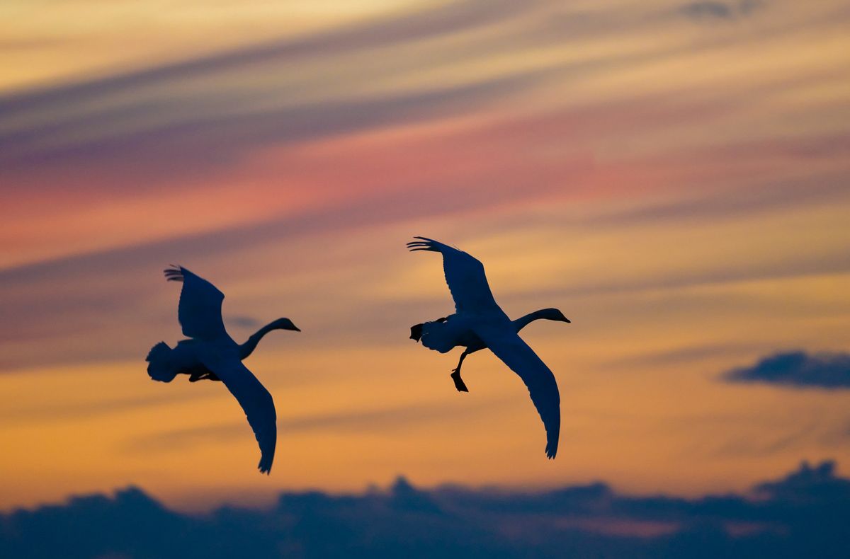 Evening with the Swans 