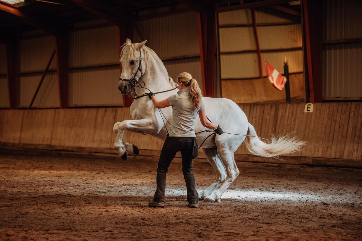 Akademisk ridekunst med Michelle Wolf