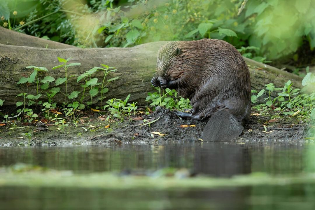 Family Beaver Tour and Talk.  (8yrs +)