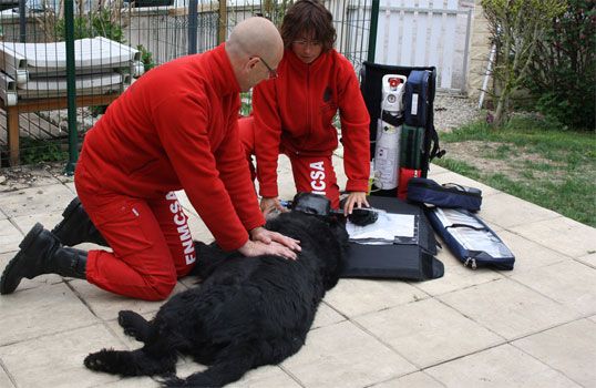 Formation en secourisme canin