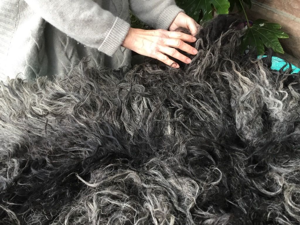 Felting Native Sheep wool for Rugs 