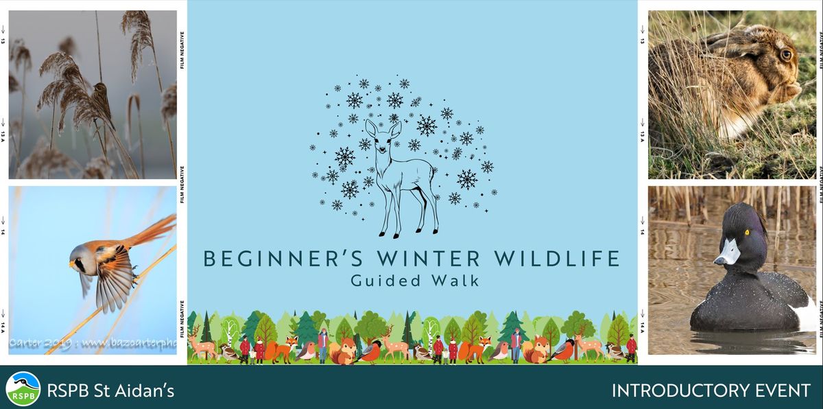 Beginner's Winter Wildlife Walk- RSPB St Aidan's