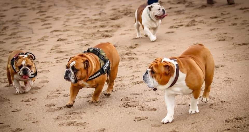 North East (Newbiggin-by-the-sea) Bulldog Walk for GBSR UK