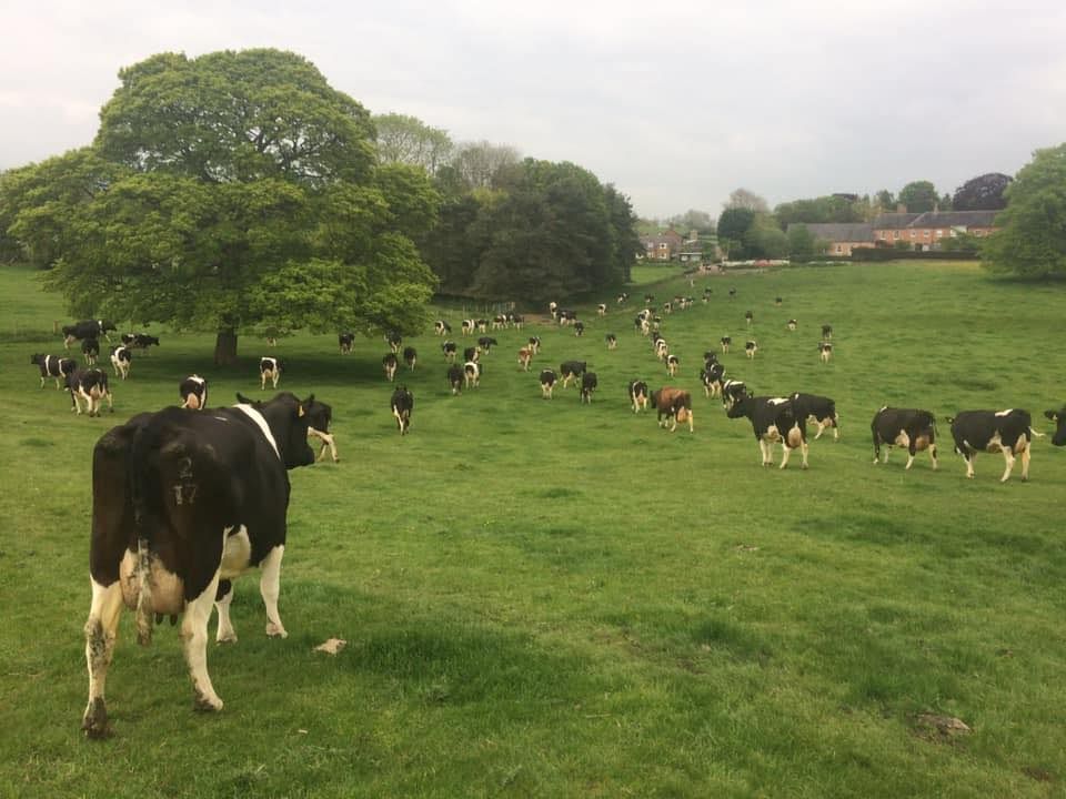 British Friesian Herd Visit