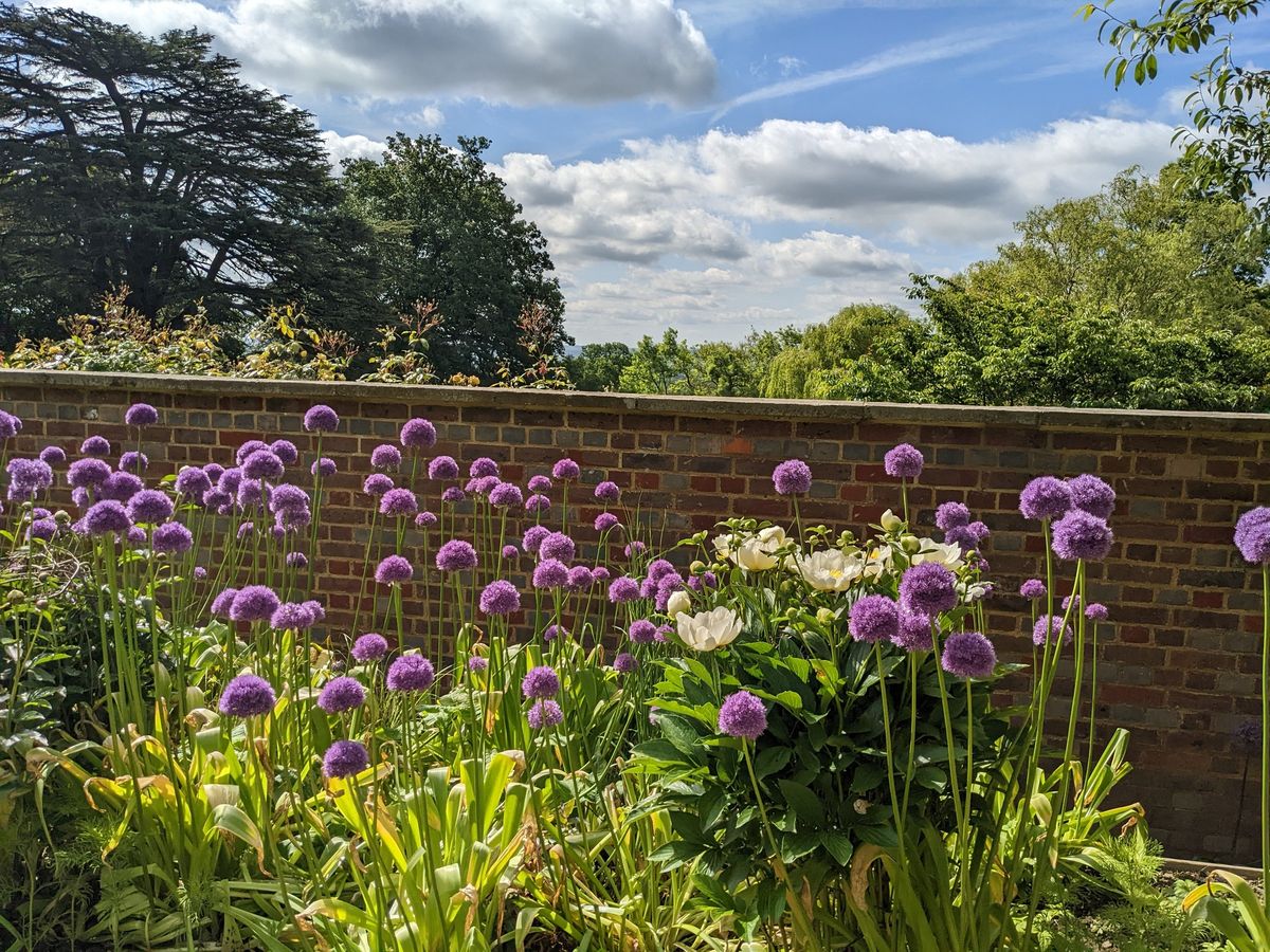 Bloom in June: Allium and Peony time in the Walled Garden!